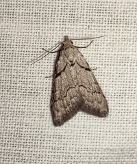 Nola thymula