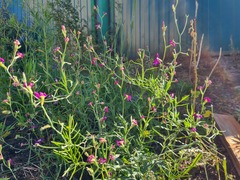 Matthiola longipetala bicornis