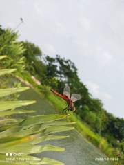 Urothemis signata