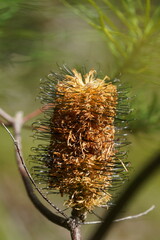 Banksia cunninghamii