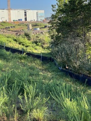 Meleagris gallopavo silvestris