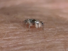 Macaroeris nidicolens