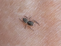 Macaroeris nidicolens