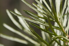 Banksia cunninghamii