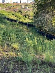 Meleagris gallopavo silvestris