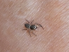 Macaroeris nidicolens