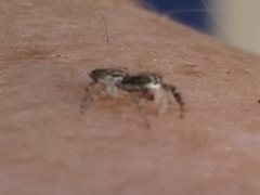 Macaroeris nidicolens