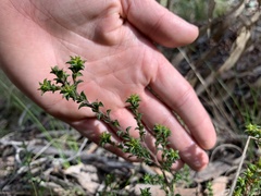 Pultenaea procumbens