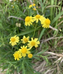 Senecio madagascariensis