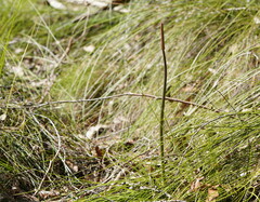 Xanthorrhoea minor lutea