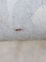 Lasius brunneus