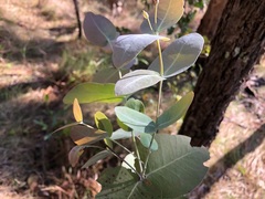 Eucalyptus melanophloia