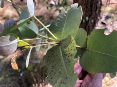 Eucalyptus melanophloia