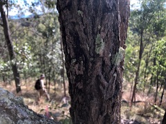 Eucalyptus melanophloia
