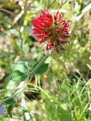 Trifolium incarnatum