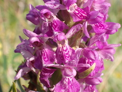 Dactylorhiza