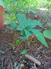 Parthenocissus quinquefolia