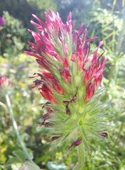 Trifolium incarnatum