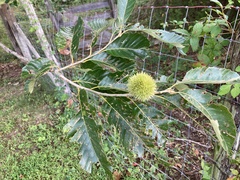 Castanea