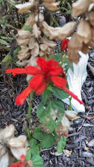 Salvia splendens