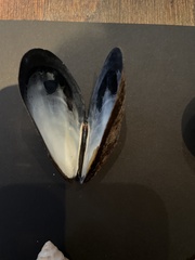 Mytilidae
