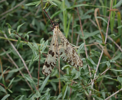 Palpares libelluloides