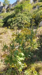 Bupleurum