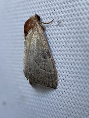 Galgula partita