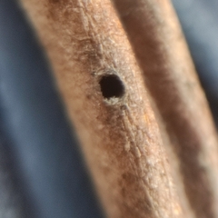 Bruchophagus astragali