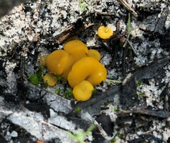 Phaeohelotium baileyanum