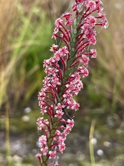 Struthiola macowanii
