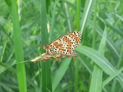 Melitaea