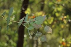 Eucalyptus melanophloia