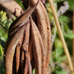 Bruchophagus astragali