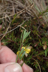 Hibbertia procumbens