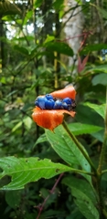 Palicourea tomentosa