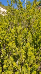 Erica multiflora