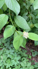 Cornus rugosa