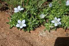 Craterocapsa tarsodes