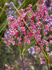 Struthiola macowanii