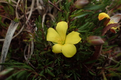 Hibbertia procumbens
