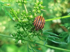 Graphosoma italicum