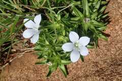 Craterocapsa tarsodes