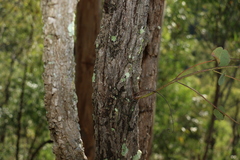 Eucalyptus melanophloia