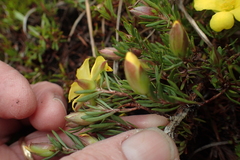 Hibbertia procumbens