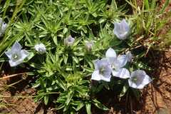 Craterocapsa tarsodes
