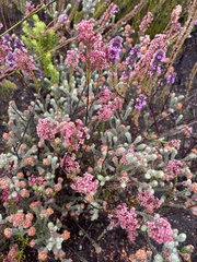 Struthiola macowanii