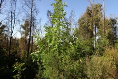 Polyscias sambucifolia