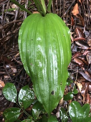 Calanthe