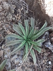 Echium vulgare